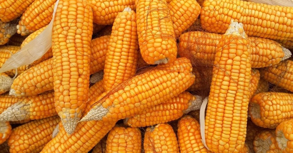 د جوارو حېرانوونکې روغتيايي ګټې