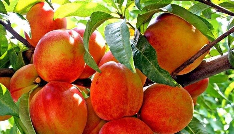 شلیل څه ډول مېوه ده؟