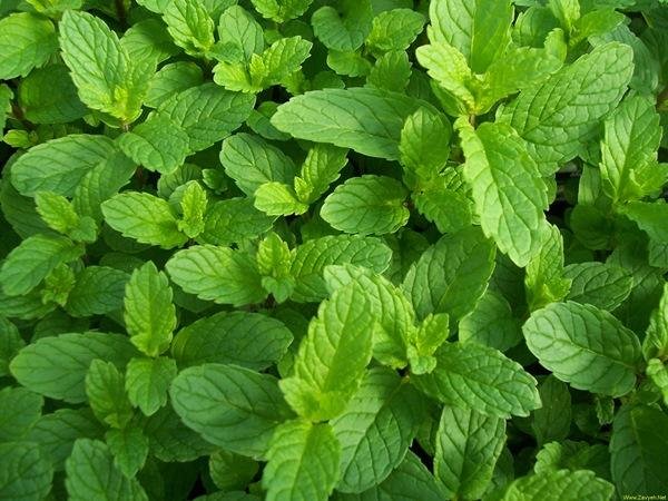 نعنا «ويلنی» مو ستړیا له منځه وړي