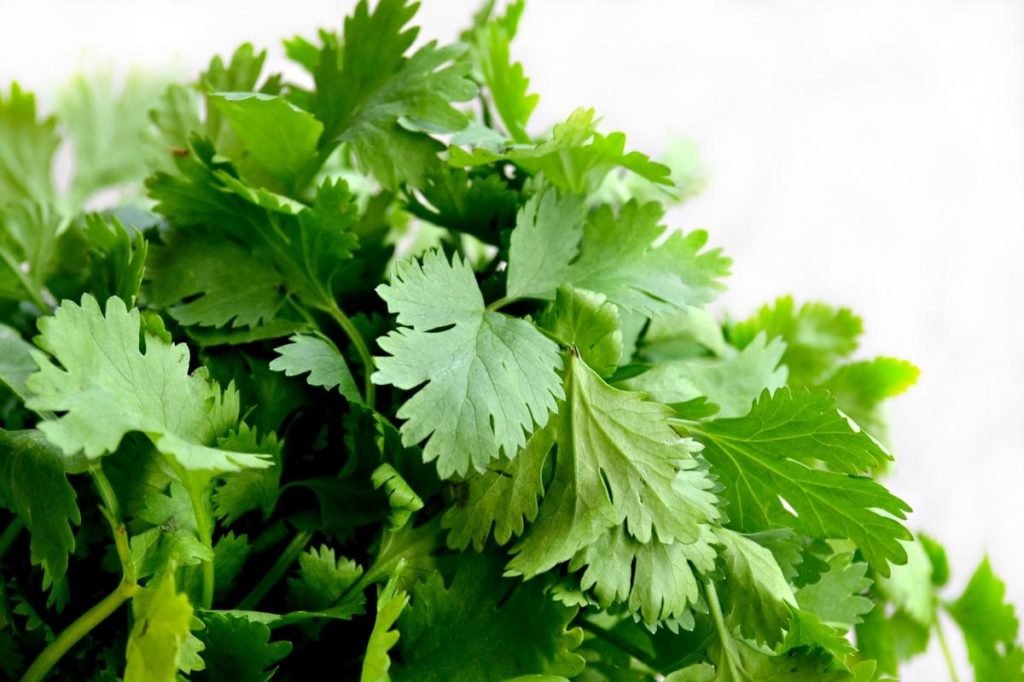 دڼیا (ګشنیز) مو پښتورګي پاکوي