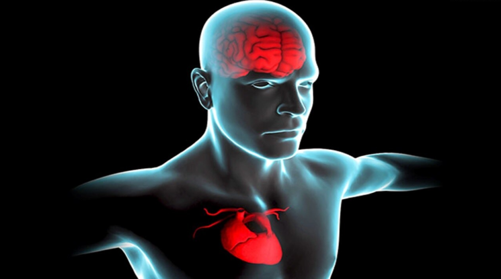 څه چې زړه ته تاوان لري، مغزو ته هم ښه ندي – څیړنه