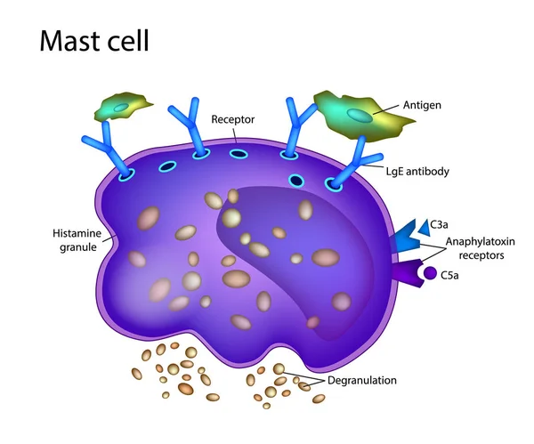 مسټ حجرې mast cell