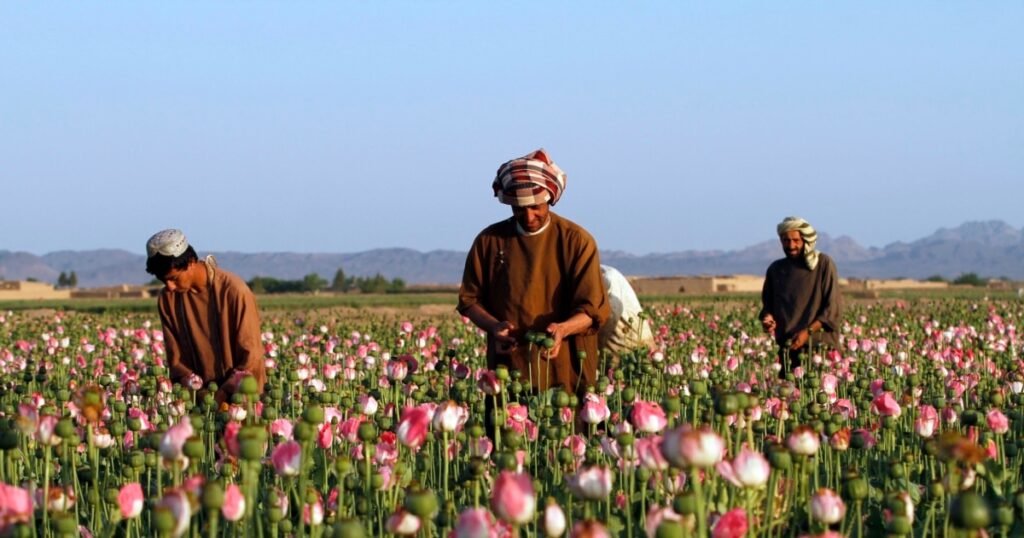 د ملګرو ملتونو د سروې له مخې افغانستان کې د کوکنارو کښت ۴۳ زره هکتارو ته رسېدلی