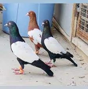 زنګ/ اجمل پسرلی
