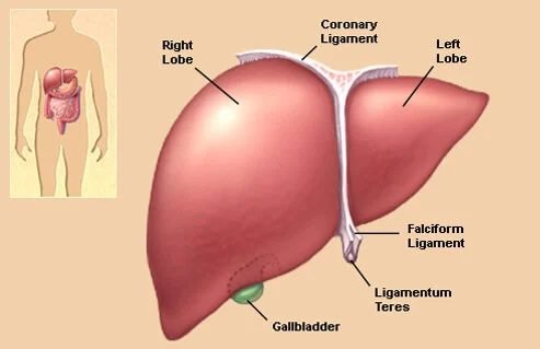 د ویلسن ناروغي (Wilson Disease) څرنګه ناروغي ده؟