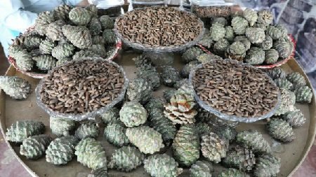 د جڼغوزیو یا جلغوزیو له ګټو خبر یاست؟
