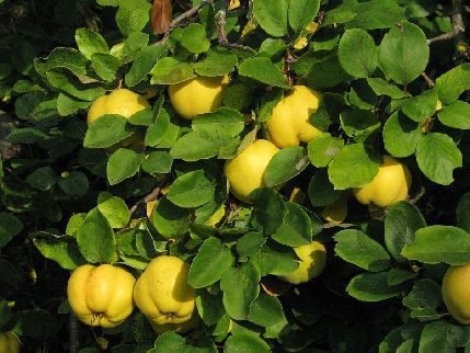 په بهي کې شته مواد د سرطان مخه نیسي