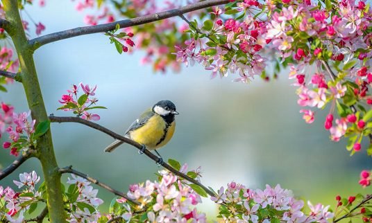 پسرلی یو فرصت دی، د ګټې فرصت
