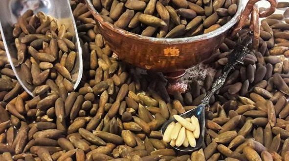 د جڼغوزیو یا جلغوزو ګټې | ډاکټر ش میره‌کی 