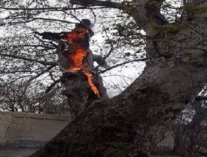چنار/ اجمل پسرلی