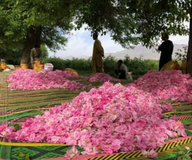 ننګرهار ولس او طبیعی بډاینه یې