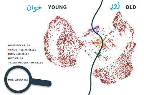 زموږ بدن څرنګه او ولې زړیږي؟ | ډاکتر رحمت ځواکمن